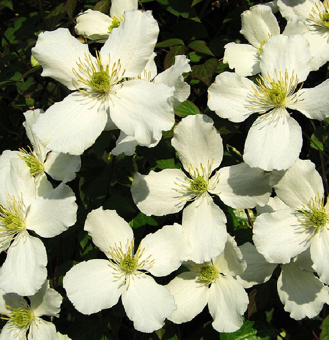 Clematis montana (syn. Alba) Bosrank