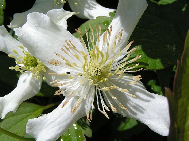 Clematis montana var. wilsonii Witte Bosrank