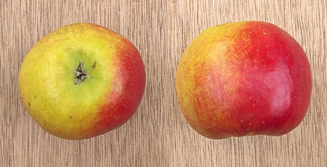 Malus domestica 'Fiesta' Fiesta Appel