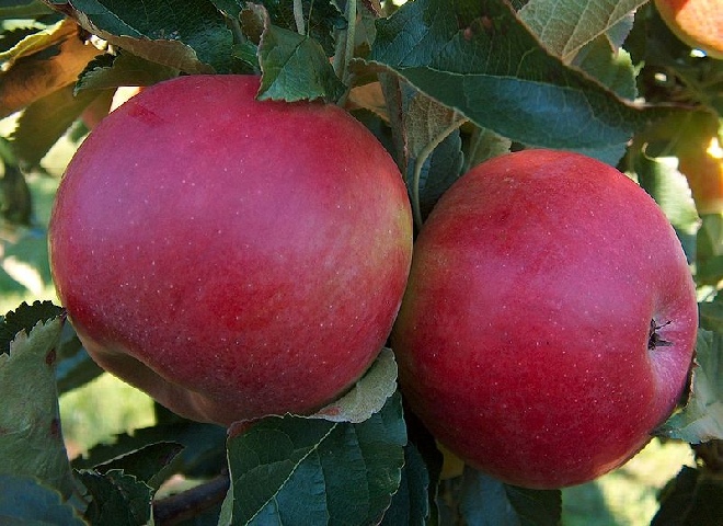Malus domestica 'Idared' Appel Idared