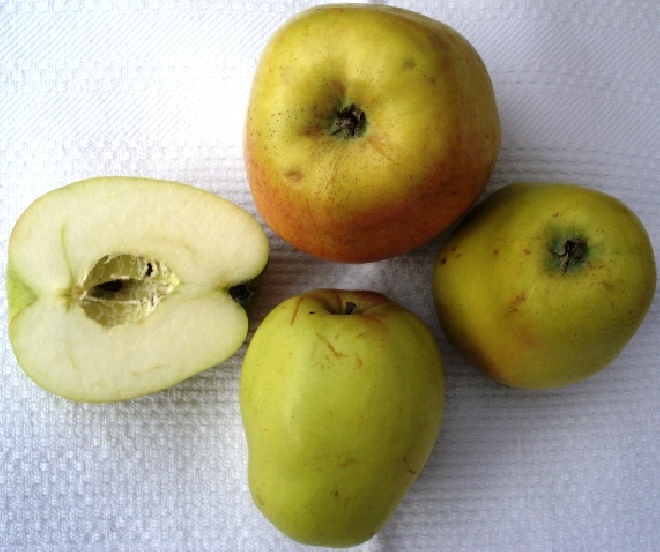 Malus domestica 'Laxton's Superb' Handappel Laxton's Superb.