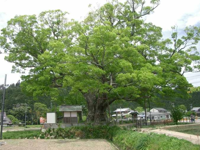 Zelkova serrata Japanse Zelkova