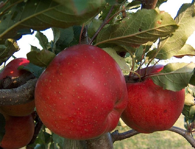 Malus domestica 'Lobo' Bewaar- en Handappel Lobo
