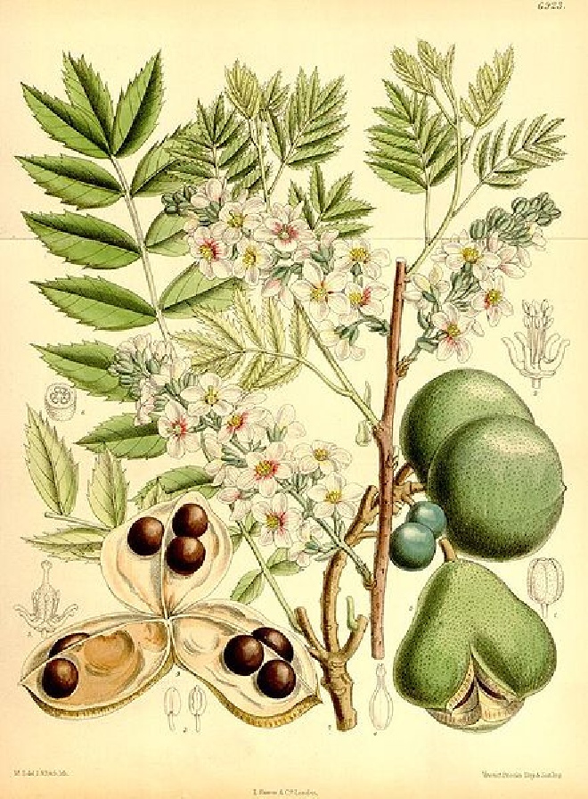 Xanthoceras sorbifolium Geelhoorn, Chinese Bloemkastanje