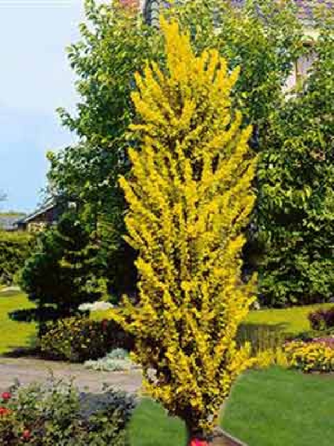Ulmus hollandica 'Wredei' Goudiep