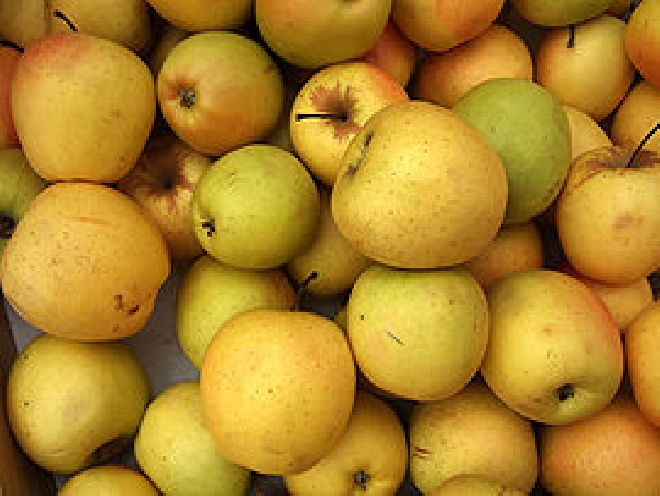 Malus domestica 'Rode Dijkmanszoet' Appel 'Rode Dijkmanszoet'