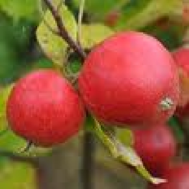 Malus domestica 'Stark's Earliest' Stark's Earliest appel
