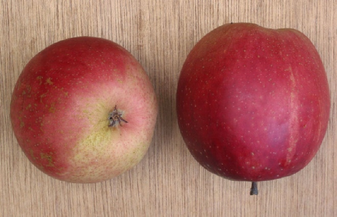 Malus domestica 'Summerred' Appel 'Summerred'