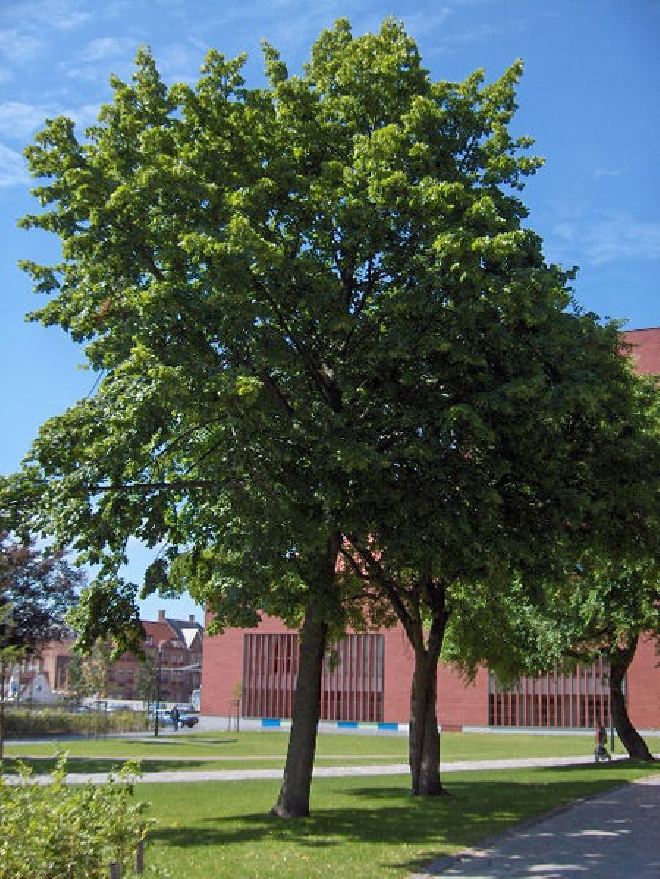 Tilia europaea 'Pallida'  Koningslinde of Hollandse Linde