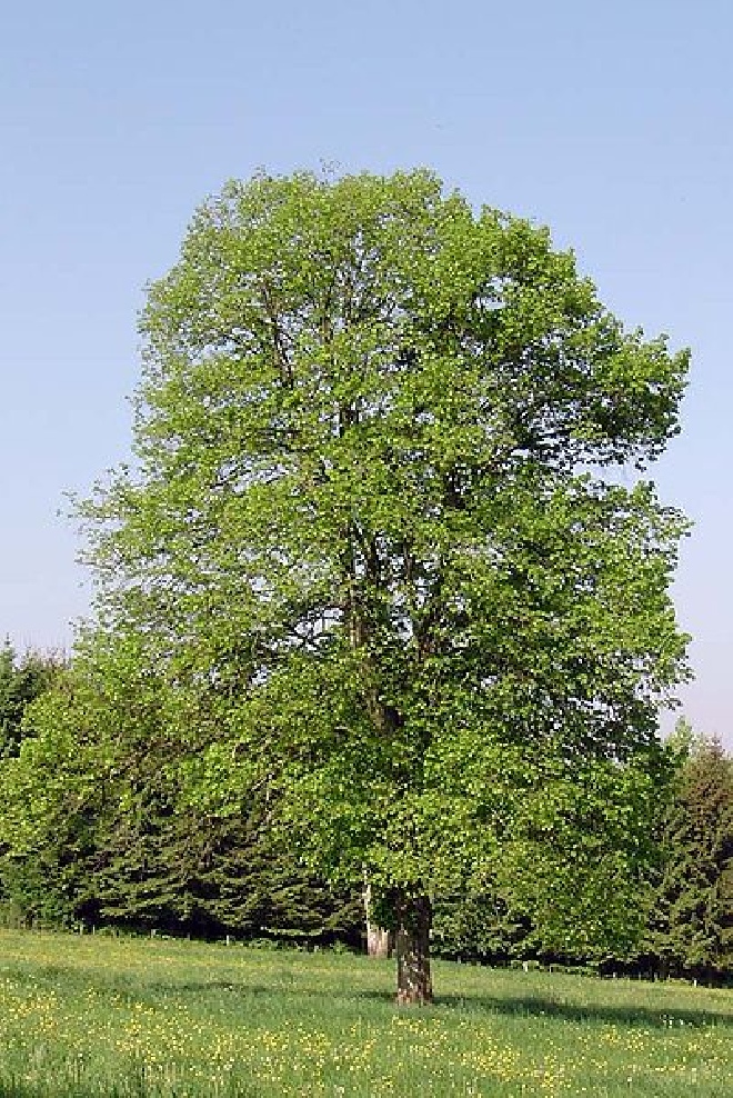 Tilia cordata Kleinbladige Linde, Winterlinde