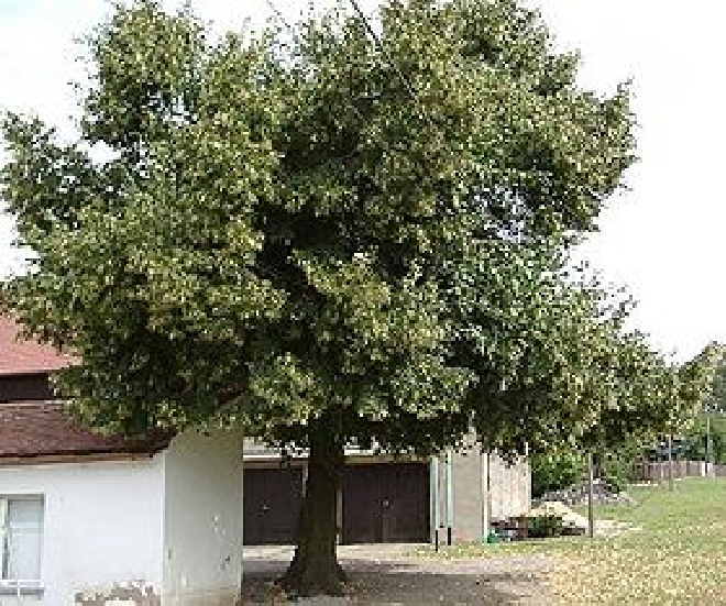 Tilia platyphyllos Zomerlinde of Grootbladige Linde