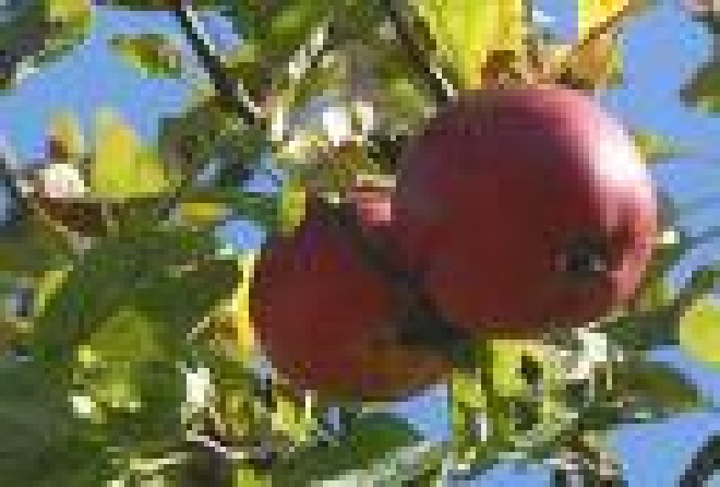 Malus domestica 'Winston' Appel 'Winston'