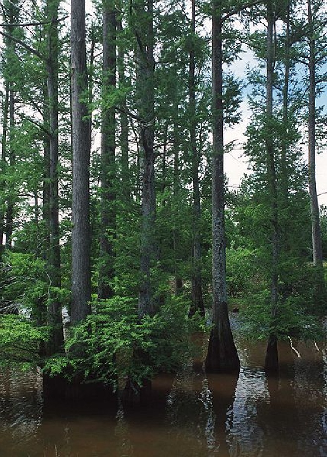 Taxodium distichum Moerascypres