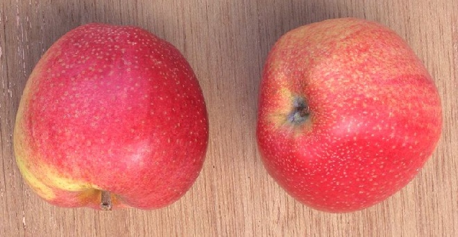 Malus domestica 'Zoete Ermgaard' Appel 'Zoete Ermgaard'