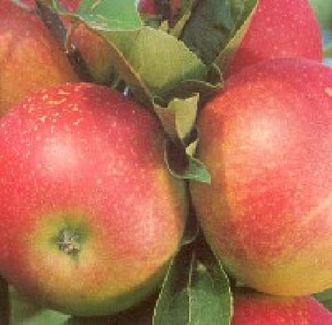 Malus domestica 'Zoete Kroon' Appel 'Zoete Kroon'