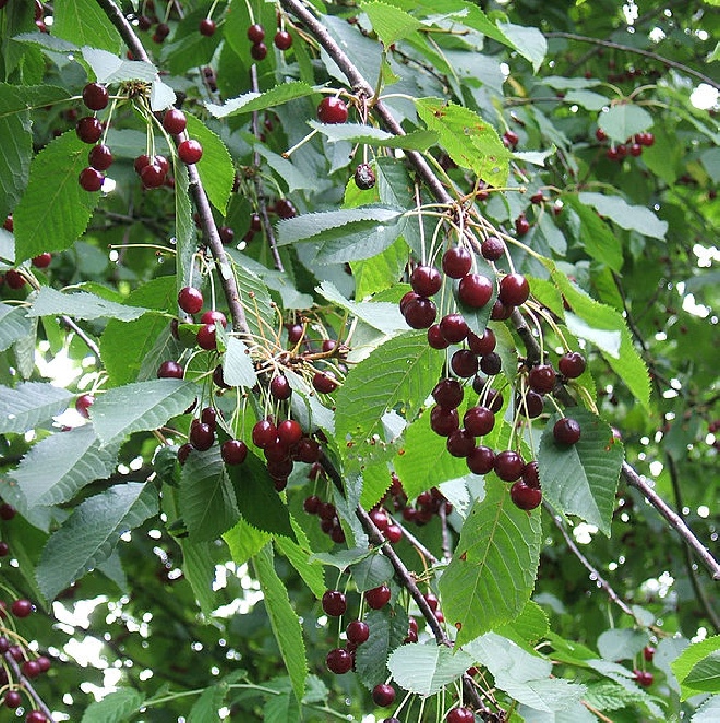 Prunus avium 'Mierlose Zwarte' Kers 'Mierlose Zwarte'