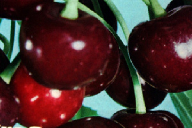 Prunus avium 'Schneider's Späte Knorpelkirsche' Bruinrode Kers