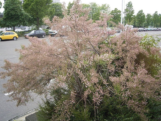 Tamarix tetrandra Tamarisk