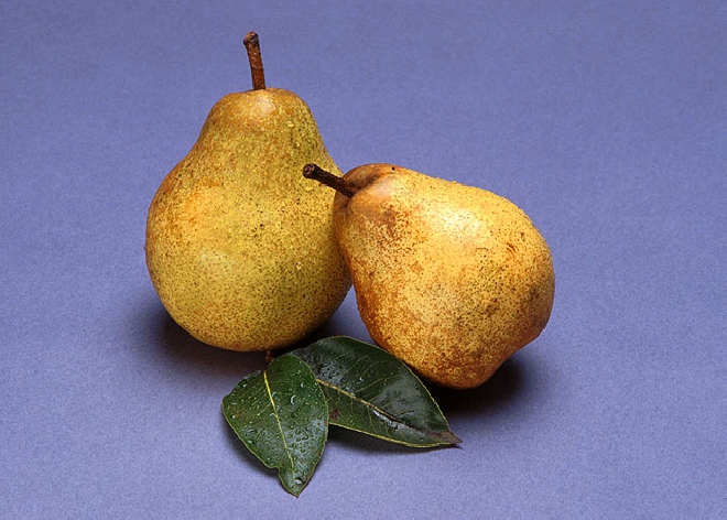 Pyrus communis 'Avezaath Kapel' (LEIVORM) Peer Avezaath