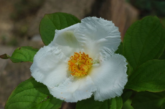 Stewartia pseudocamellia 