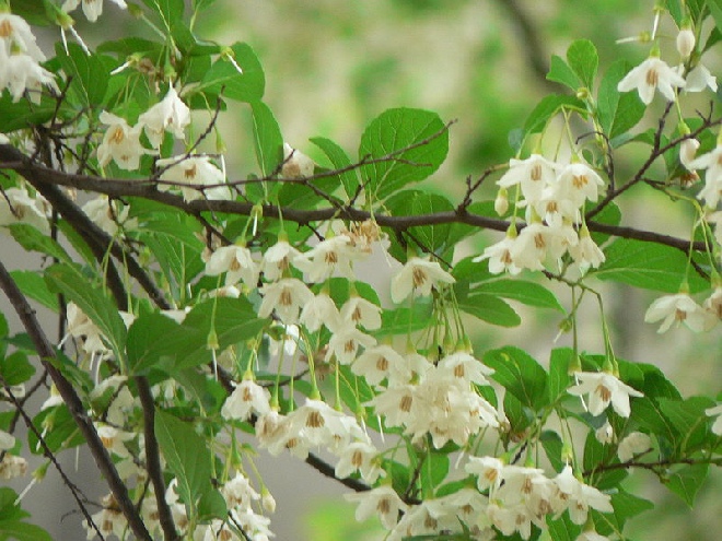 Styrax japonicus Storaxboom