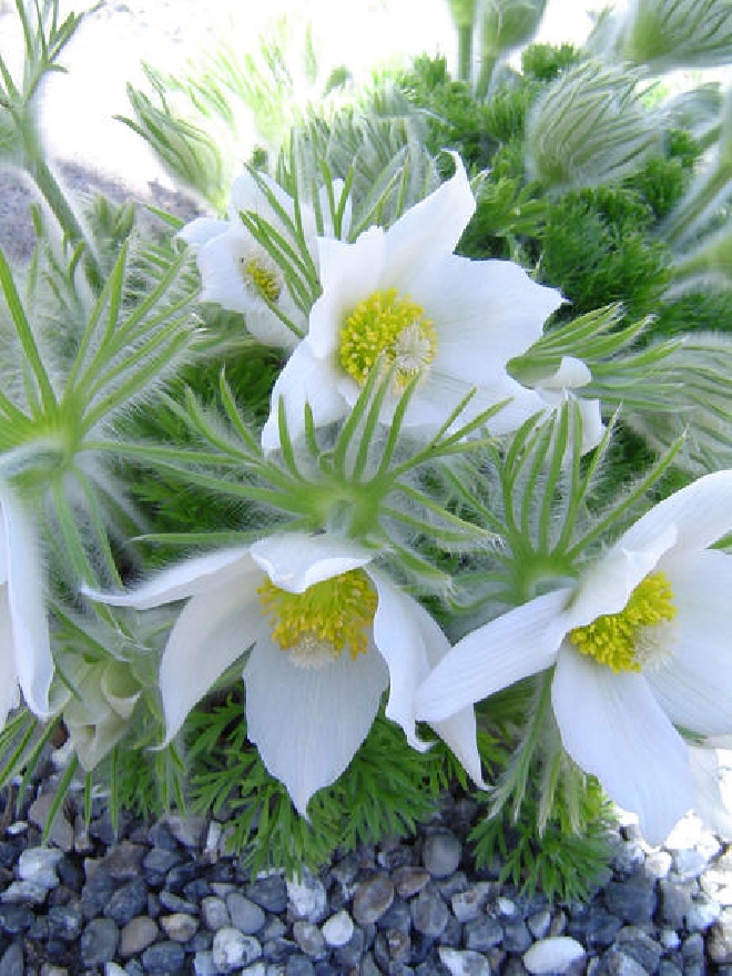 Pulsatilla vulgaris 'Alba' Wildemanskruid