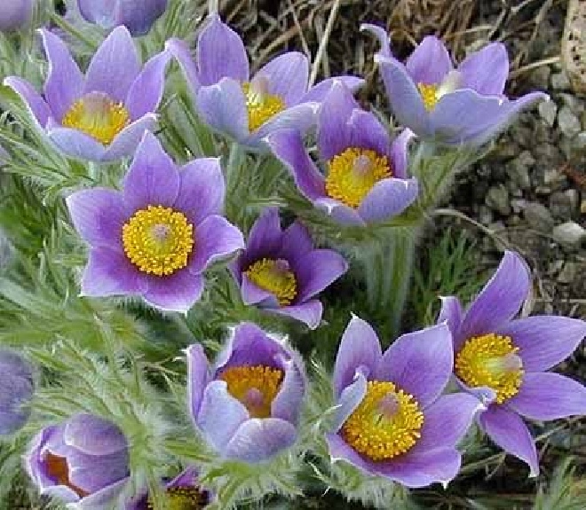 Pulsatilla vulgaris Wildemanskruid