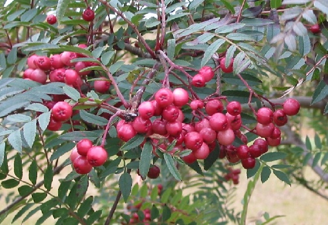 Sorbus vilmorinii Lijsterbes