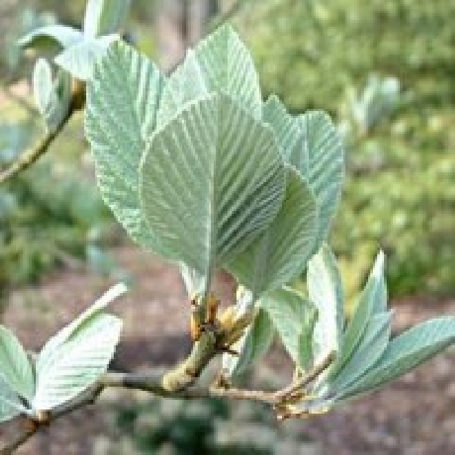 Sorbus aria 'Lutescens' Meelbes