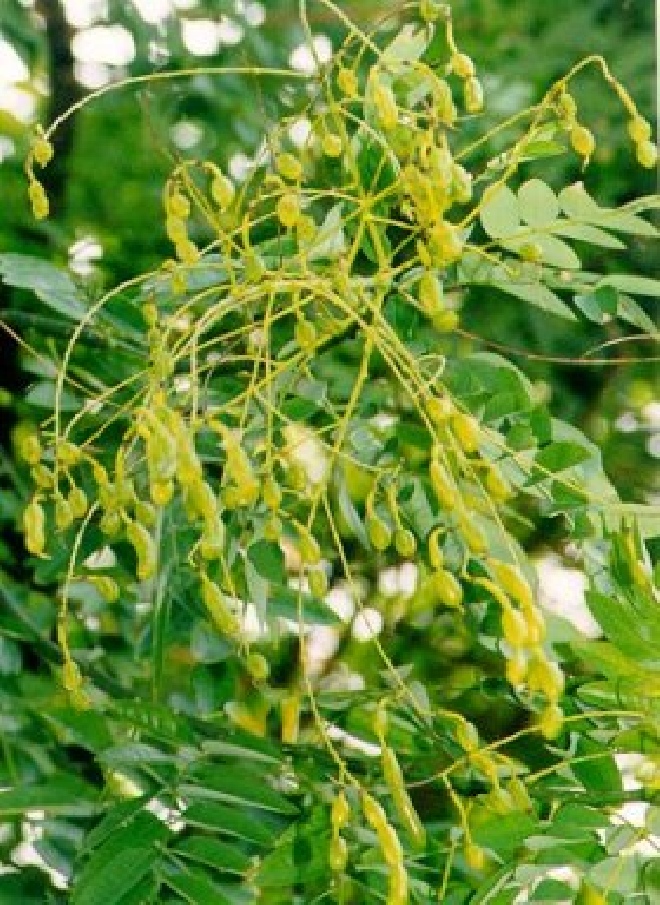 Styphnolobium japonicum 'Pendula'(syn. Sophora japonica 'Pendula') Honingboom, Japanse Pagodeboom
