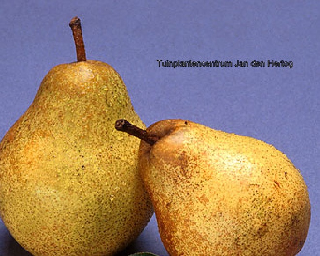 Pyrus communis 'Kruidenierspeer' peer 'Kruidenierspeer'