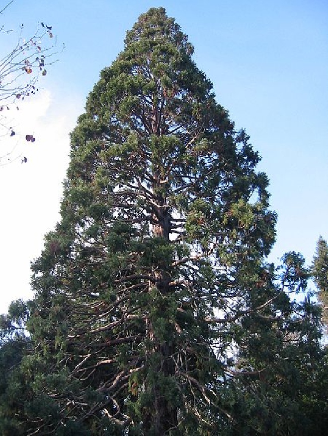 Sequoiadendron giganteum Mammoetboom