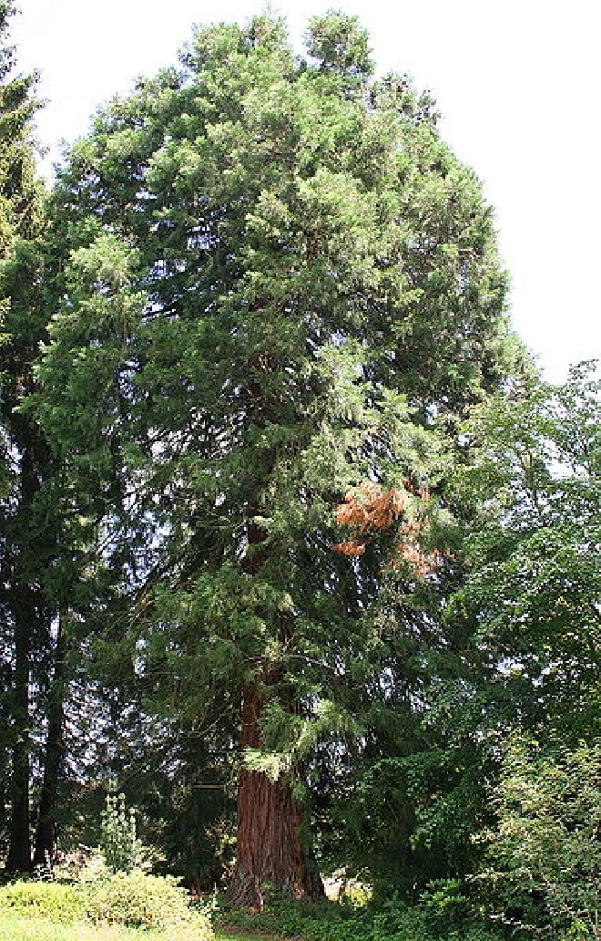 Sequoiadendron giganteum 'Glaucum' Mammoetboom