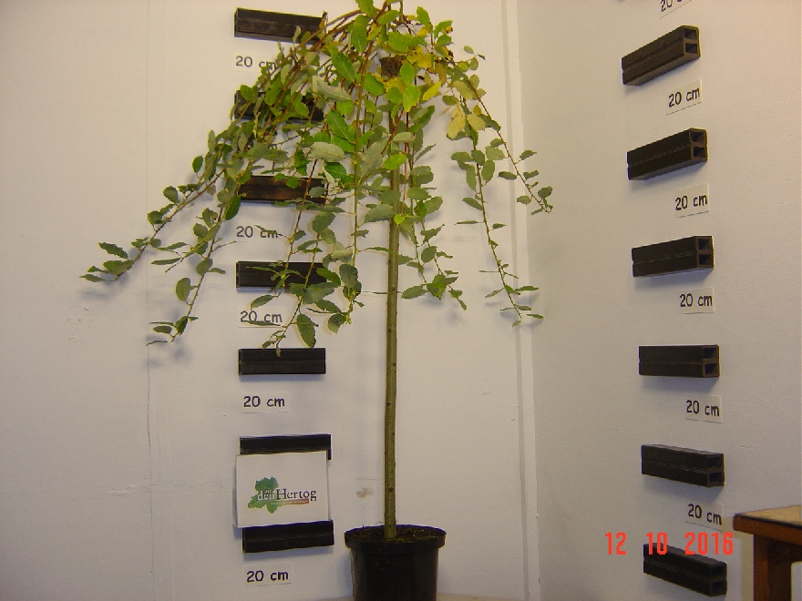 Salix caprea 'Kilmarnock' Wilg, treurvorm