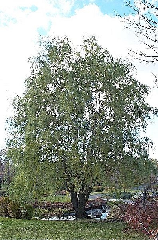 Salix babylonica 'Tortuosa' (syn. Salix matsudana 'Tortuosa') Kronkelwilg