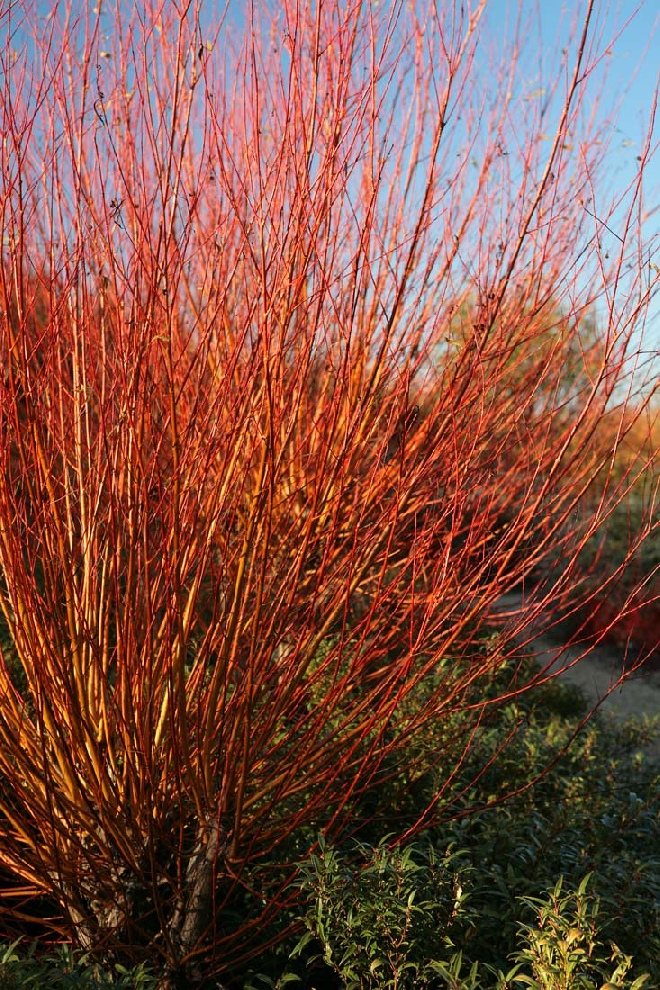 Salix alba 'Chermesina' Rode Knotwilg
