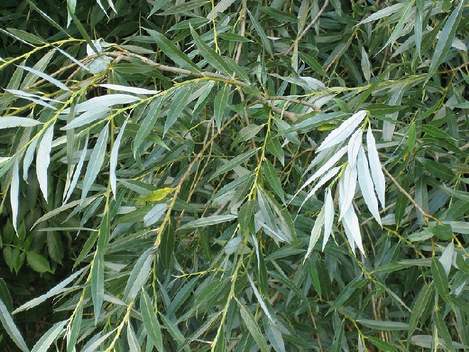 Salix alba Schietwilg, Knotwilg, Wilde Wilg, Witte Wilg