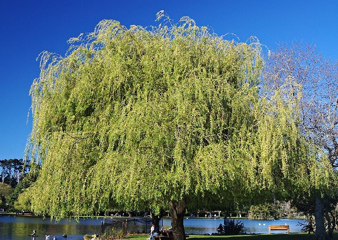 Salix sepulcralis 'Chrysocoma' (syn. Salix alba 'Tristis') Treurwilg