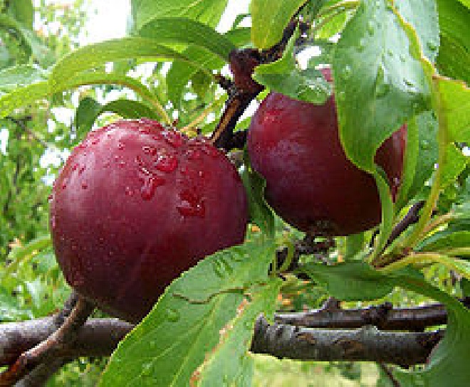 Prunus domestica 'Anna Späth' Pruim Anna Späth
