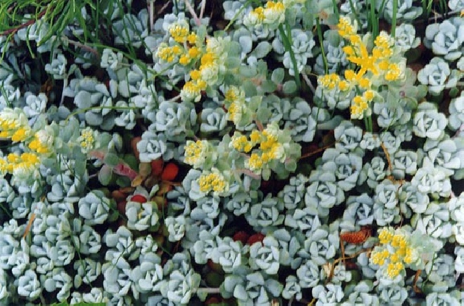 Sedum spathulifolium 'Cape Blanco' Vetkruid