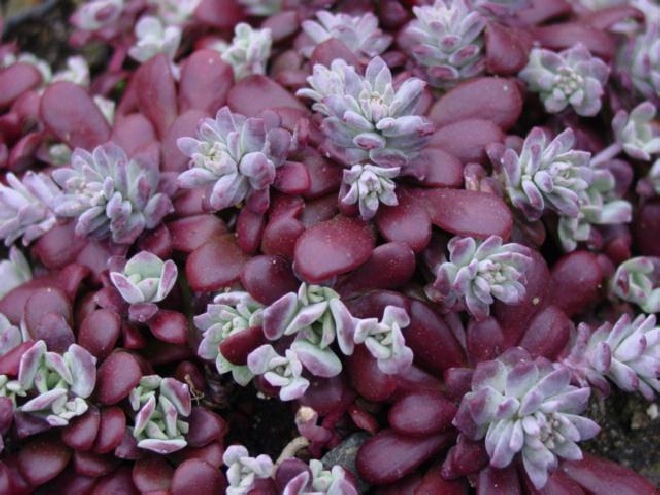 Sedum spathulifolium 'Purpureum' Vetkruid