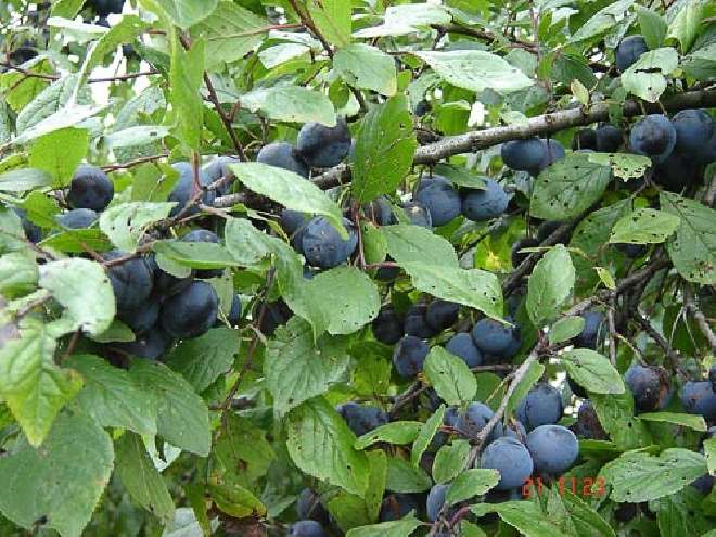 Prunus domestica 'Betuwse Kwets' Pruim 'Betuwse Kwets'