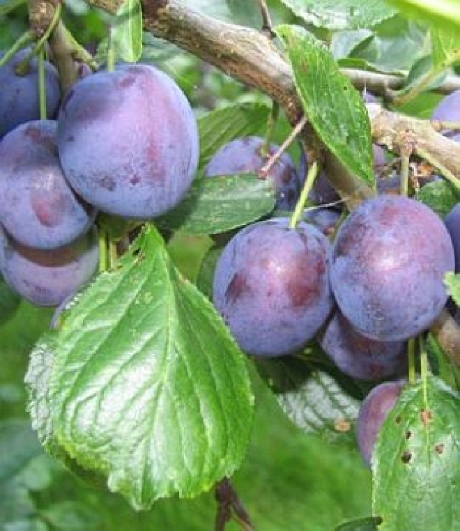 Prunus domestica 'The Czar' Pruim 'The Czar'