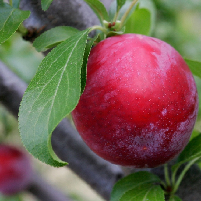 Prunus domestica 'Early Laxton' Pruim 'Early Laxton'