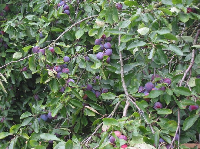Prunus domestica 'River's Early Prolific' Pruim 'Rivers' Early Prolific'
