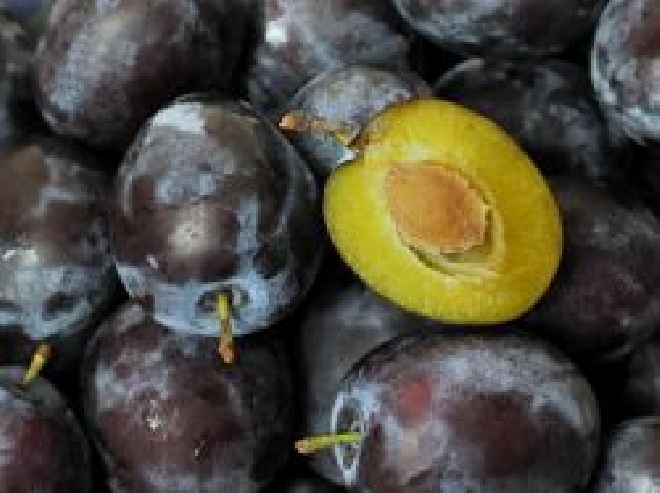 Prunus domestica 'Hauszwetsche' Pruim 'Hauszwetsche'