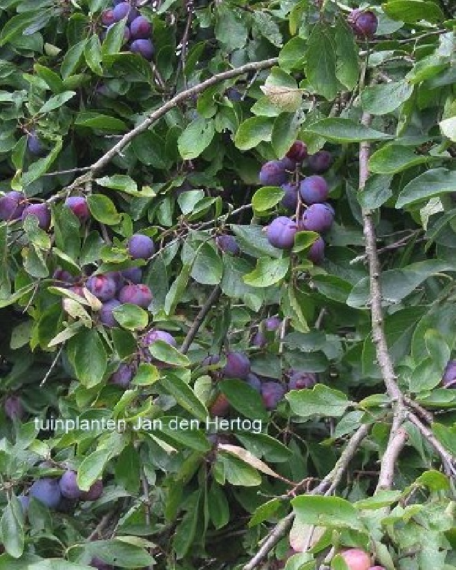 Prunus domestica 'Opal' Pruim 'Opal'