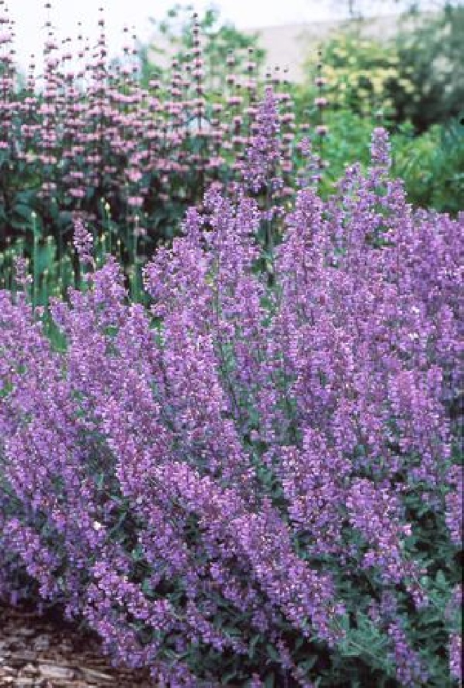 Nepeta 'Walker's Low' Kattekruid