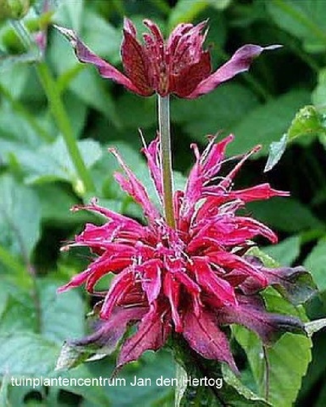 Monarda 'Adam' Bergamotplant kersrood