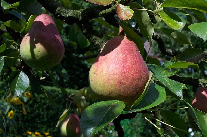 Pyrus communis 'Supertrévoux' Peer Supertrévoux